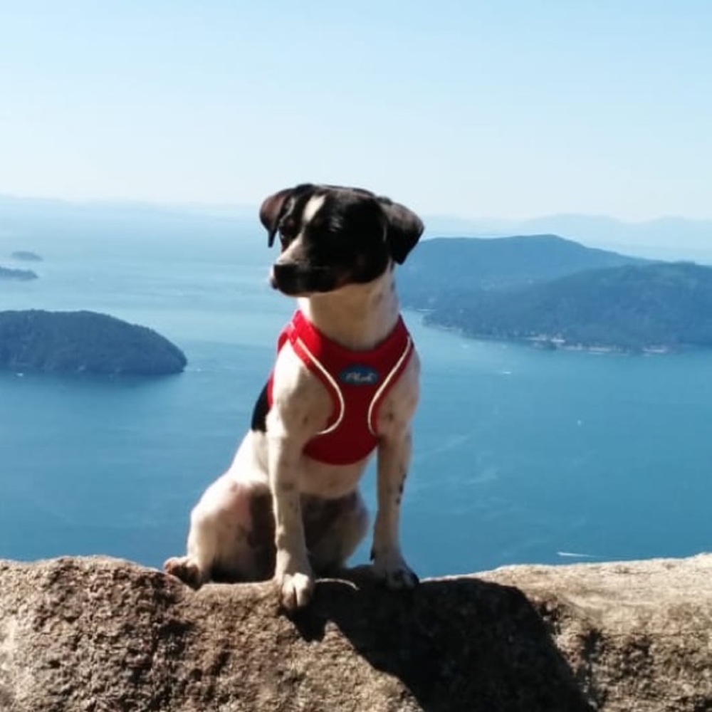 XS dog harness